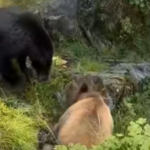 A black bear and a brown-colored bear facing each other in a grassy, rocky area in Alaska's Tongass National Forest.
