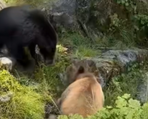 A black bear and a brown-colored bear facing each other in a grassy, rocky area in Alaska's Tongass National Forest.