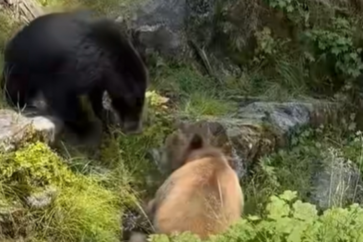A black bear and a brown-colored bear facing each other in a grassy, rocky area in Alaska's Tongass National Forest.