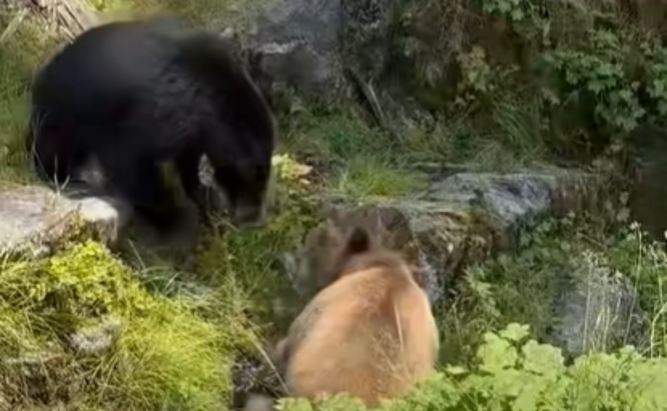 A black bear and a brown-colored bear facing each other in a grassy, rocky area in Alaska's Tongass National Forest.